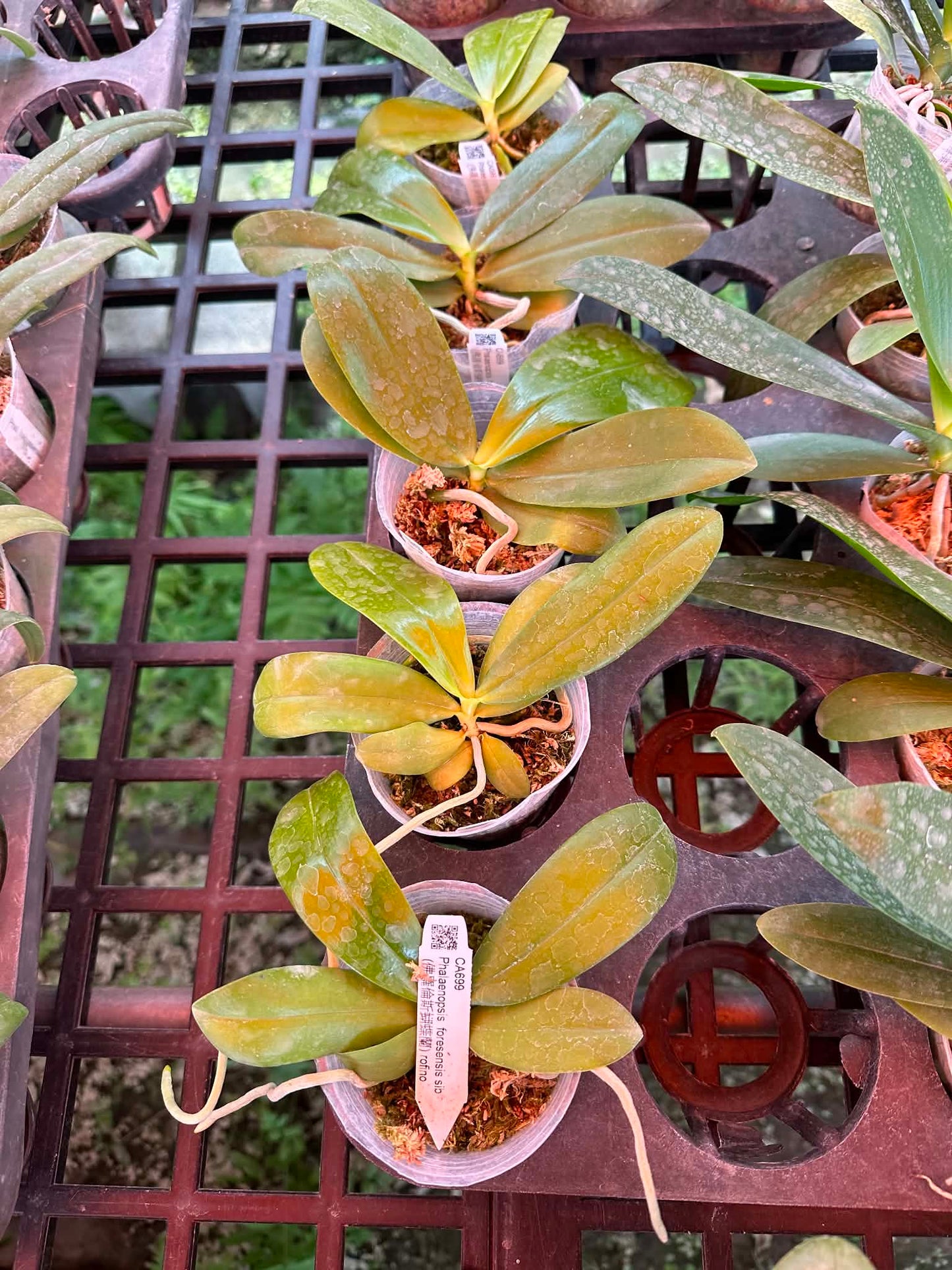 Phalaenopsis foresensis x sib