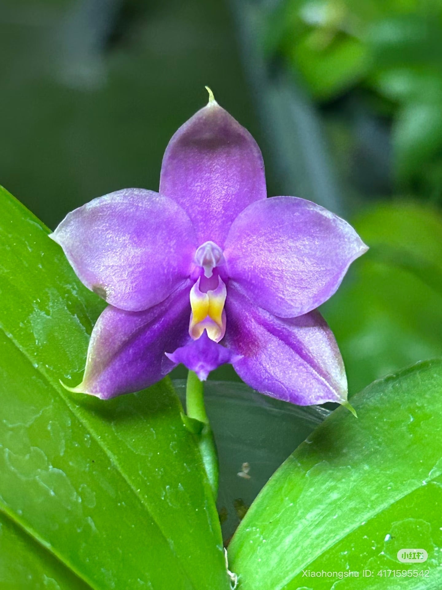 Phalaenopsis (Penang Jewel x (Yaphon Super Jaguar x Samera)) x Penang Violacea ‘BK Forest’