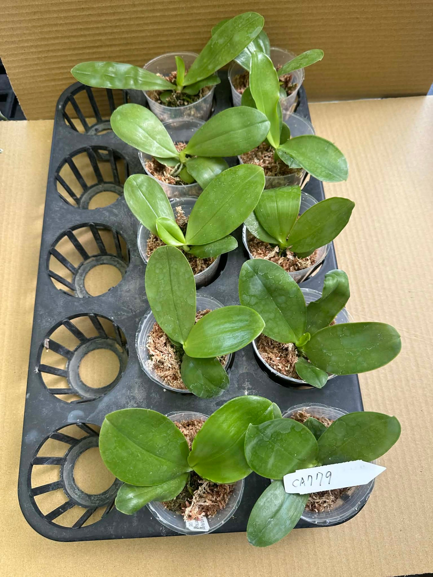 Phalaenopsis (Yang Yang Blue Bellina x Yang Yang Black Ludde)
