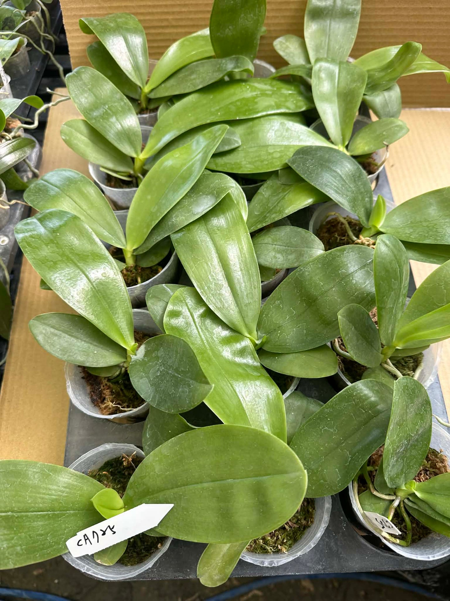 Phalaenopsis (Summer Pretty x Yang Yang Blue Bellina)