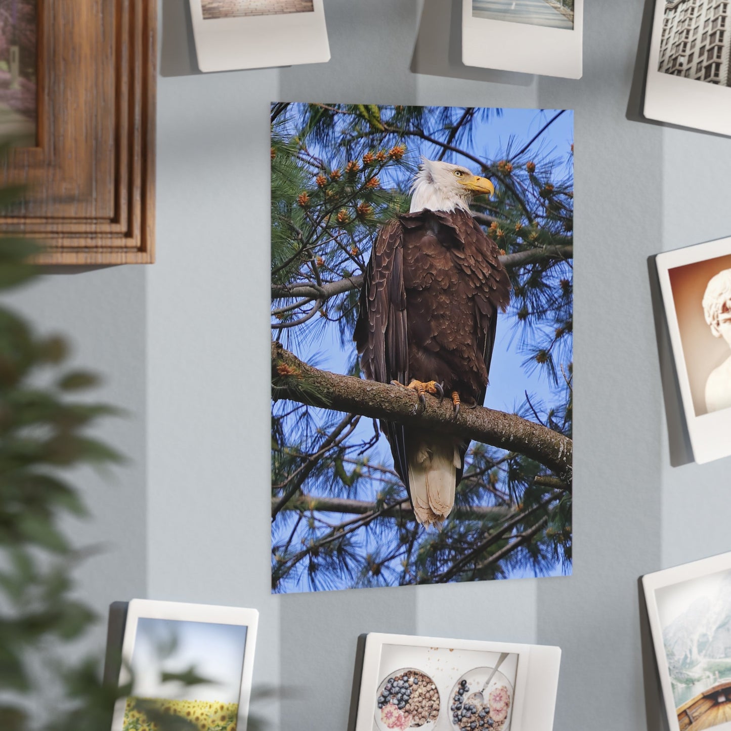 Bald Eagle - 5x7 Prints