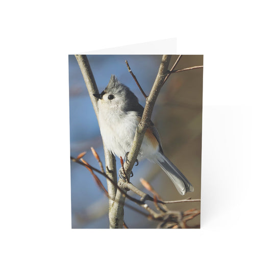 Tufted Titmouse - Greeting Cards (1, 10, 30, and 50pcs)