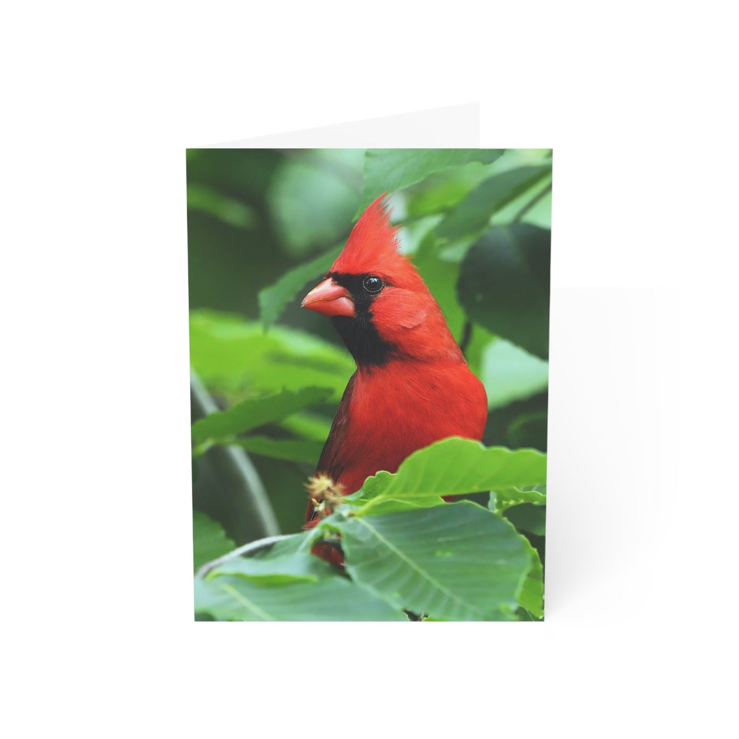 Cardinal - Greeting Cards (1, 10, 30, and 50pcs)