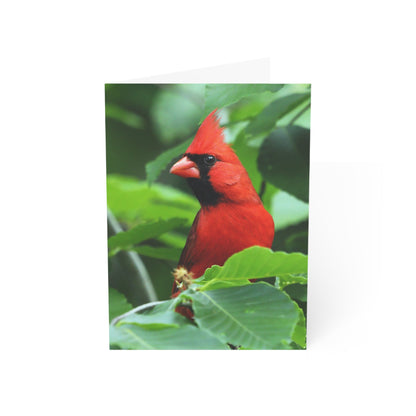 Cardinal - Greeting Cards (1, 10, 30, and 50pcs)