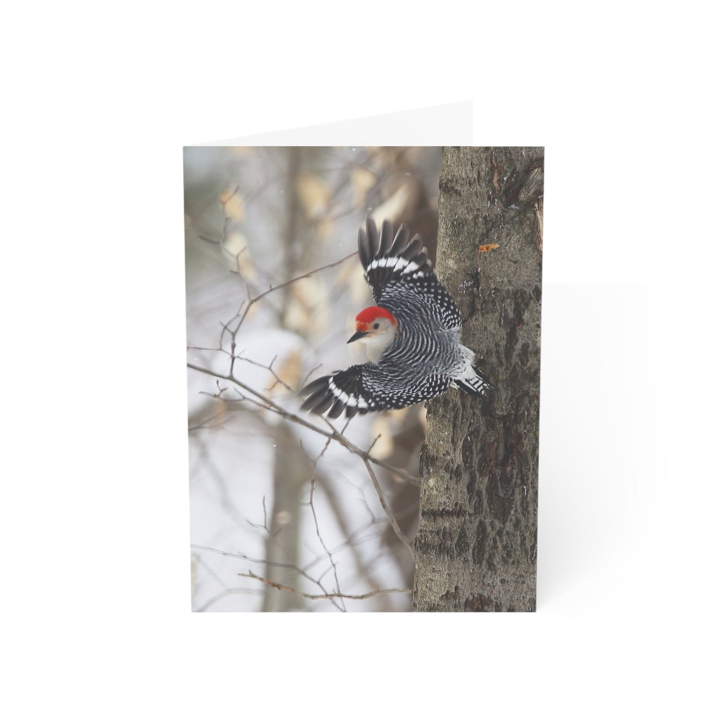 Red-bellied woodpecker - Greeting Cards (1, 10, 30, and 50pcs)