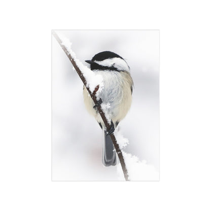 Black-capped Chickadee - 5x7 Prints