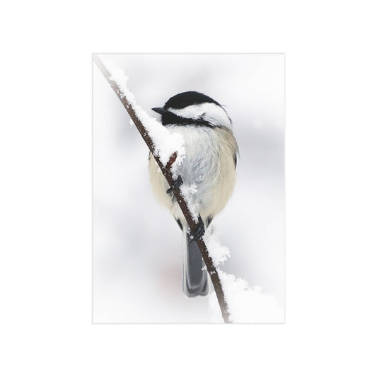 Black-capped Chickadee - 5x7 Prints