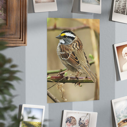 White-throated Sparrow - 5x7 Prints