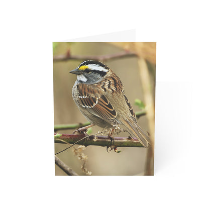 White-throated Sparrow - Greeting Cards (1, 10, 30, and 50pcs)