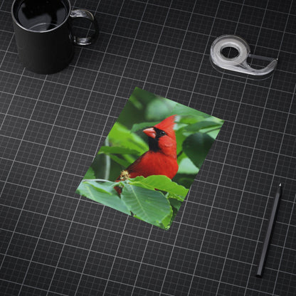 Cardinal - 5x7 Prints