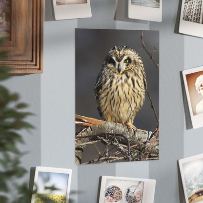 Short-eared Owl - 5x7 Prints