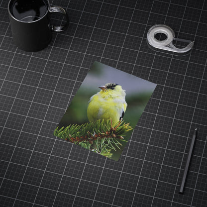 Goldfinch - 5x7 Prints