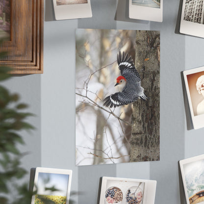 Red-bellied Woodpecker - 5x7 Prints
