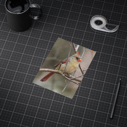 Northern Cardinal Female - 5x7 Prints