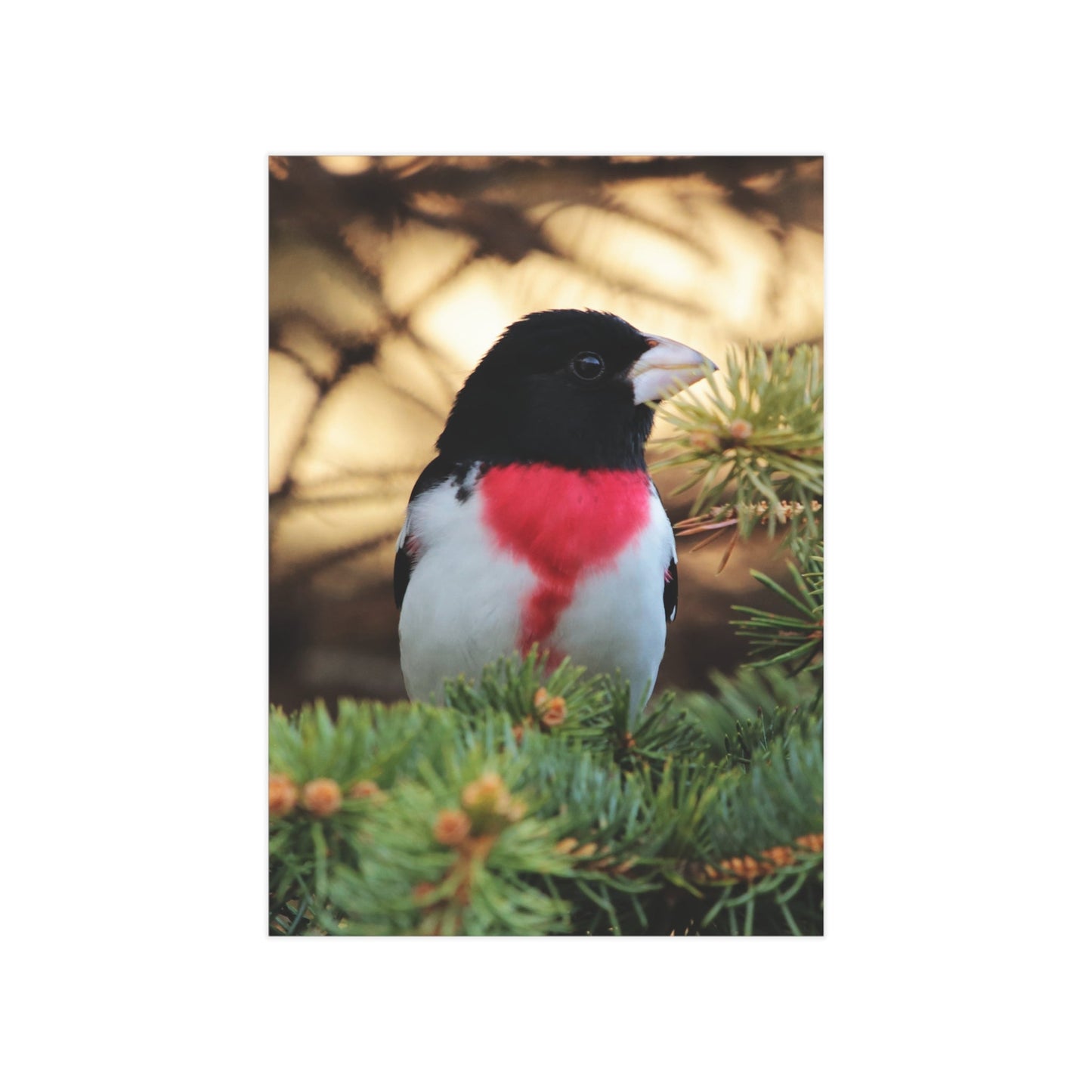 Rose-breasted Grosbeak - 5x7 Prints