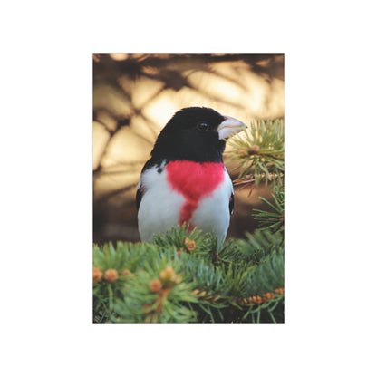 Rose-breasted Grosbeak - 5x7 Prints