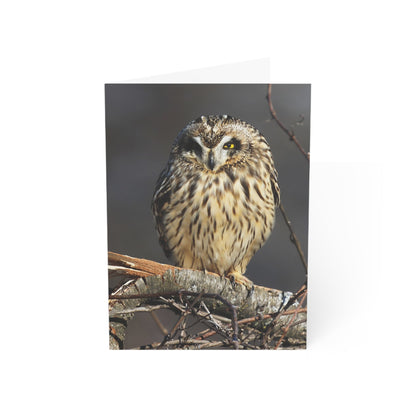 Short-eared Owl - Greeting Cards (1, 10, 30, and 50pcs)