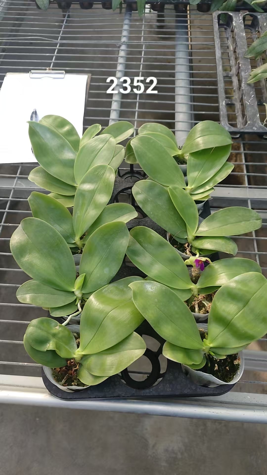 Phalaenopsis bellina coerulea x sib