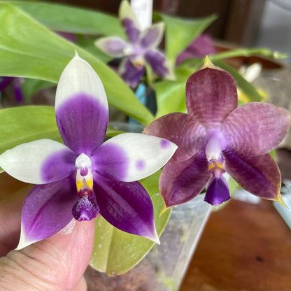 Phalaenopsis (Mainshow Sapphire x Jennifer Palomer) QA156