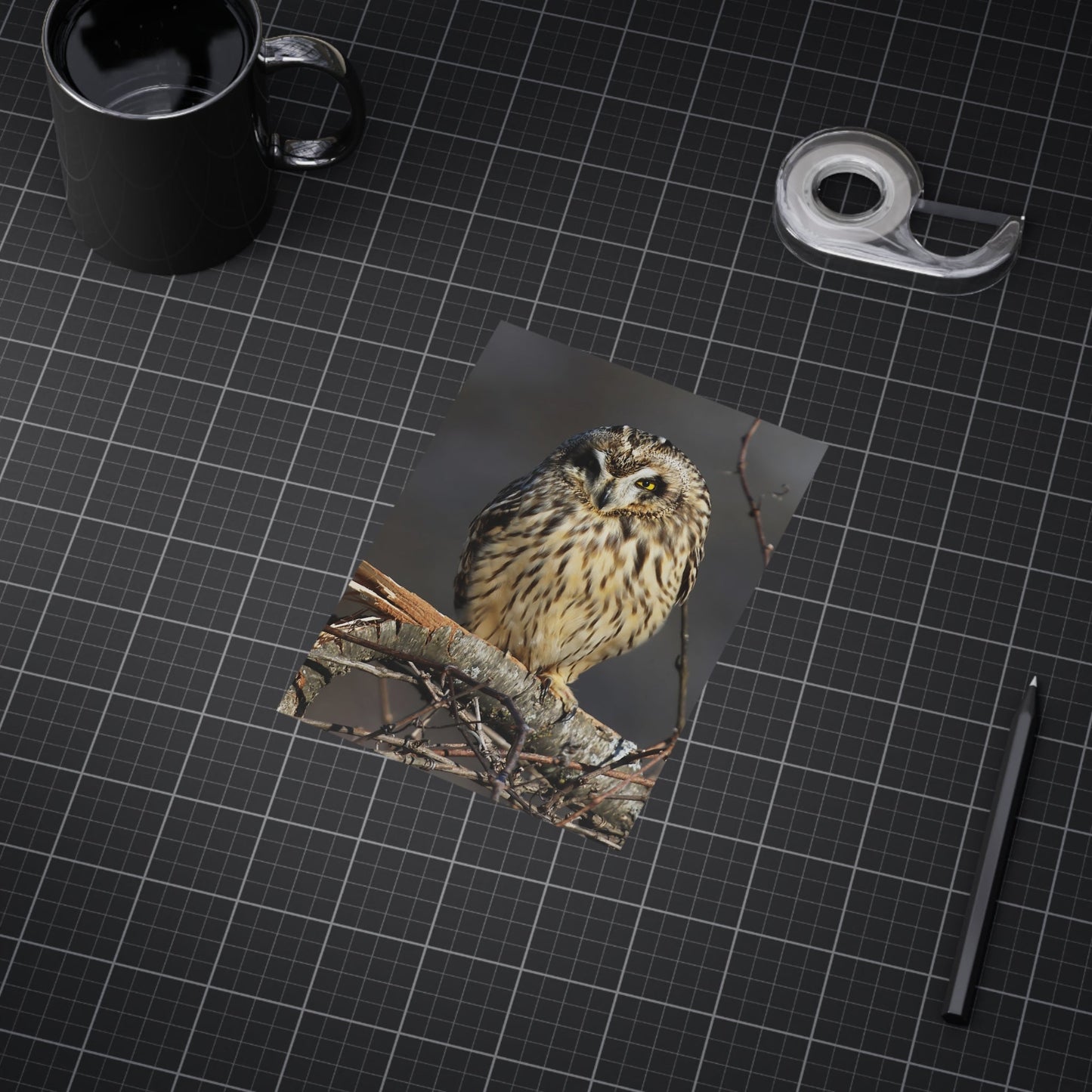 Short-eared Owl - 5x7 Prints