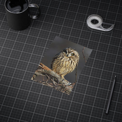 Short-eared Owl - 5x7 Prints