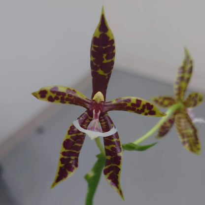 Phalaenopsis pantherina 'Chiba' SM/TOGA X self