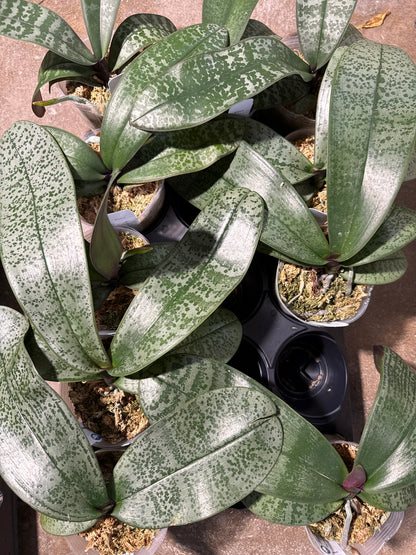 Phalaenopsis (schilleriana ‘Sliver Mountain’ x sanderiana ‘Sliver’)