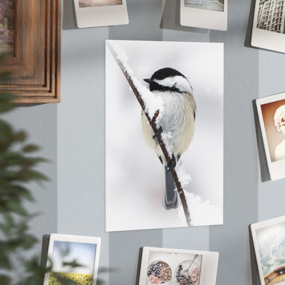 Black-capped Chickadee - 5x7 Prints