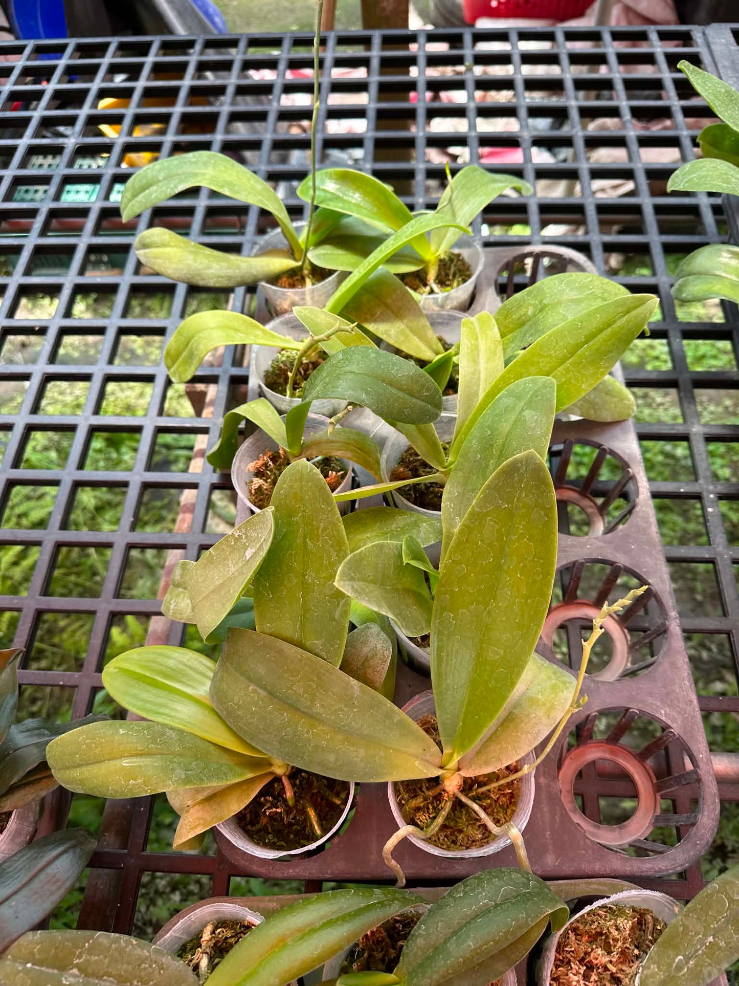 Phalaenopsis cochlearis x sib