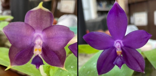 Phalaenopsis (Mainshow Sapphire x Norman's Blue Jennifer) QA178