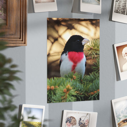 Rose-breasted Grosbeak - 5x7 Prints