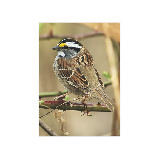 White-throated Sparrow - 5x7 Prints
