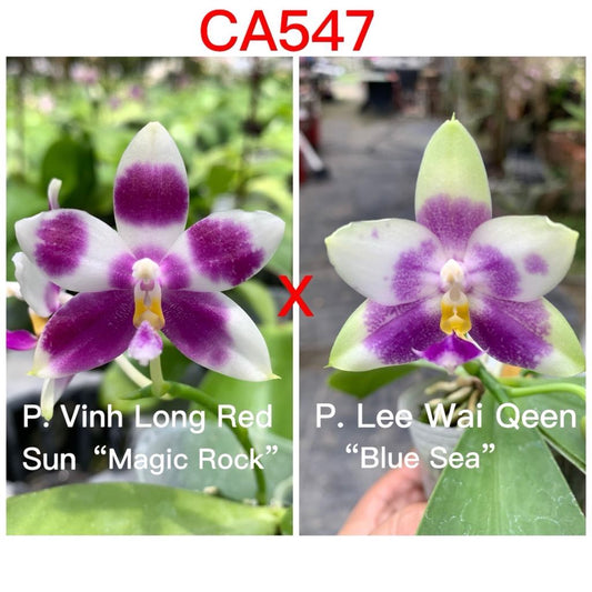 Phalaenopsis (Vinh Long Red Sun x Lee Wai Queen)