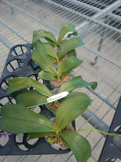 Phalaenopsis Ludde - violacea