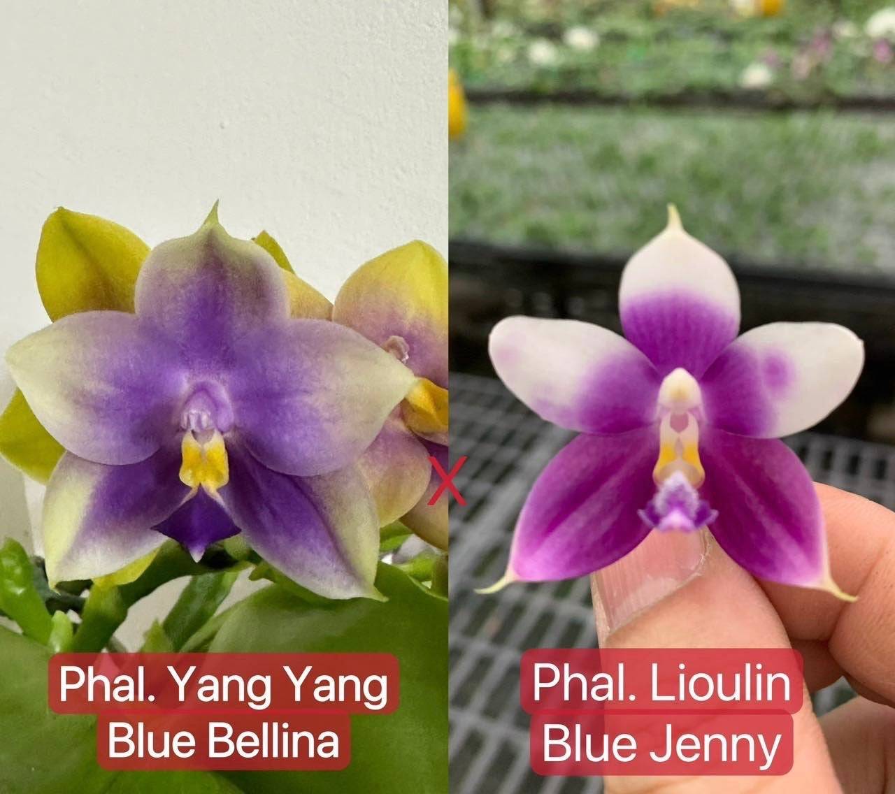 Phalaenopsis (Yangyang Blue Bellina x Lioulin Blue Jenny)