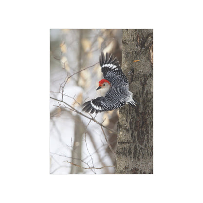 Red-bellied Woodpecker - 5x7 Prints