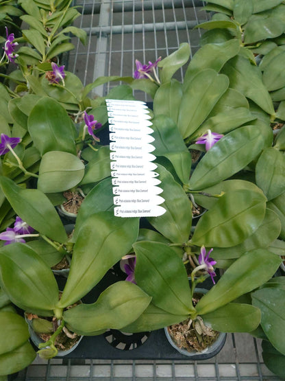 Phalaenopsis violacea indigo ‘Blue Diamond’