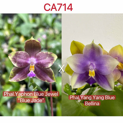 Phalaenopsis (Yaphon Blue Jewel 'Blue Jade' x Yang Yang Blue Bellina)