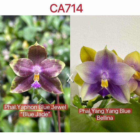 Phalaenopsis (Yaphon Blue Jewel 'Blue Jade' x Yang Yang Blue Bellina)