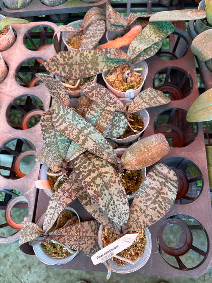 Phalaenopsis celebensis x sib