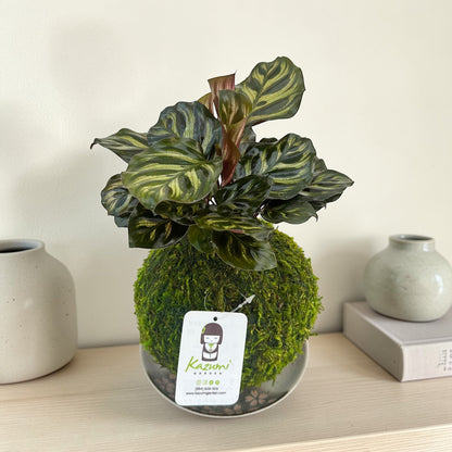 Calathea Makoyana | Moss Ball Kokedama