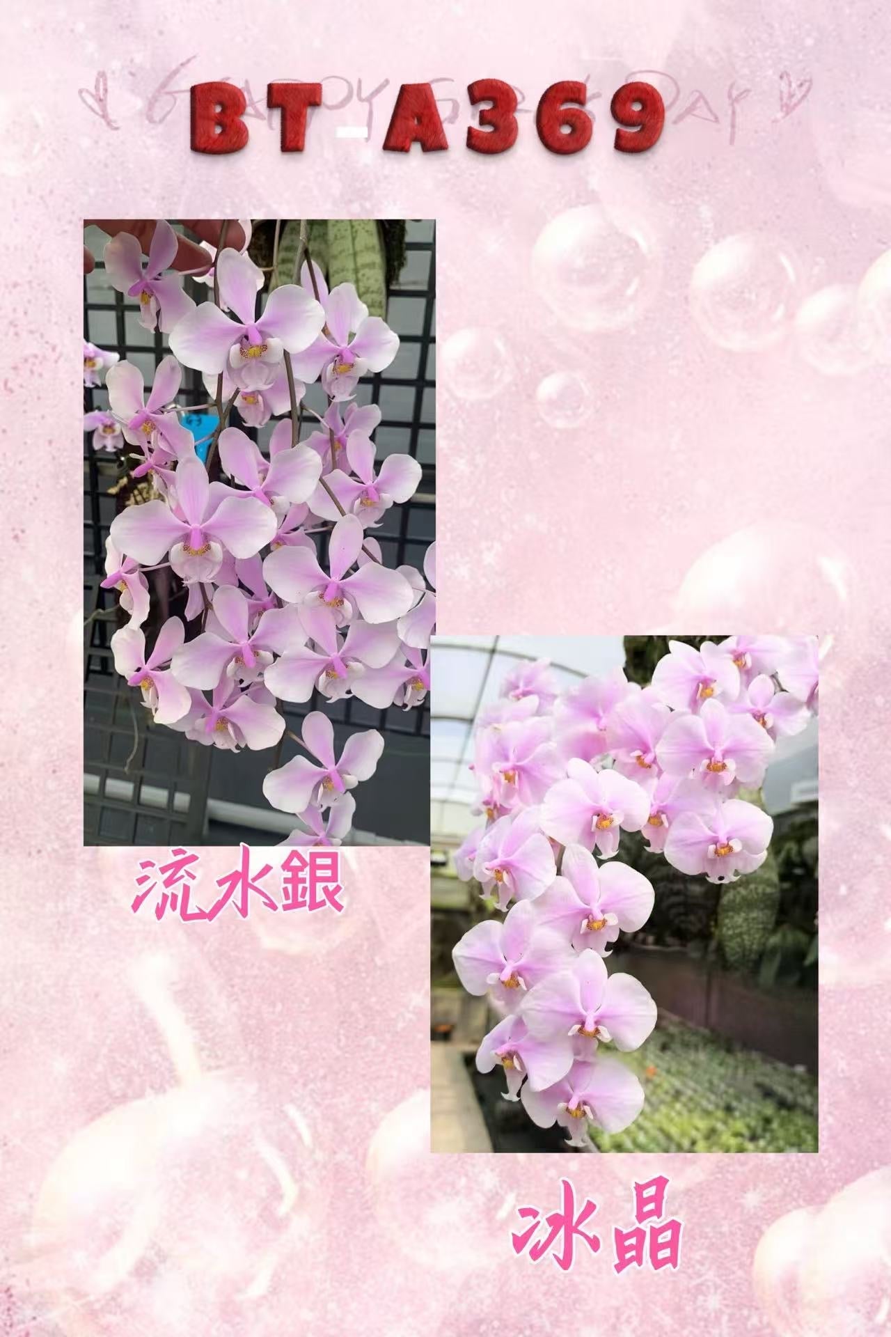 Phalaenopsis (schilleriana ‘流水银’ x schilleriana ‘冰晶’)