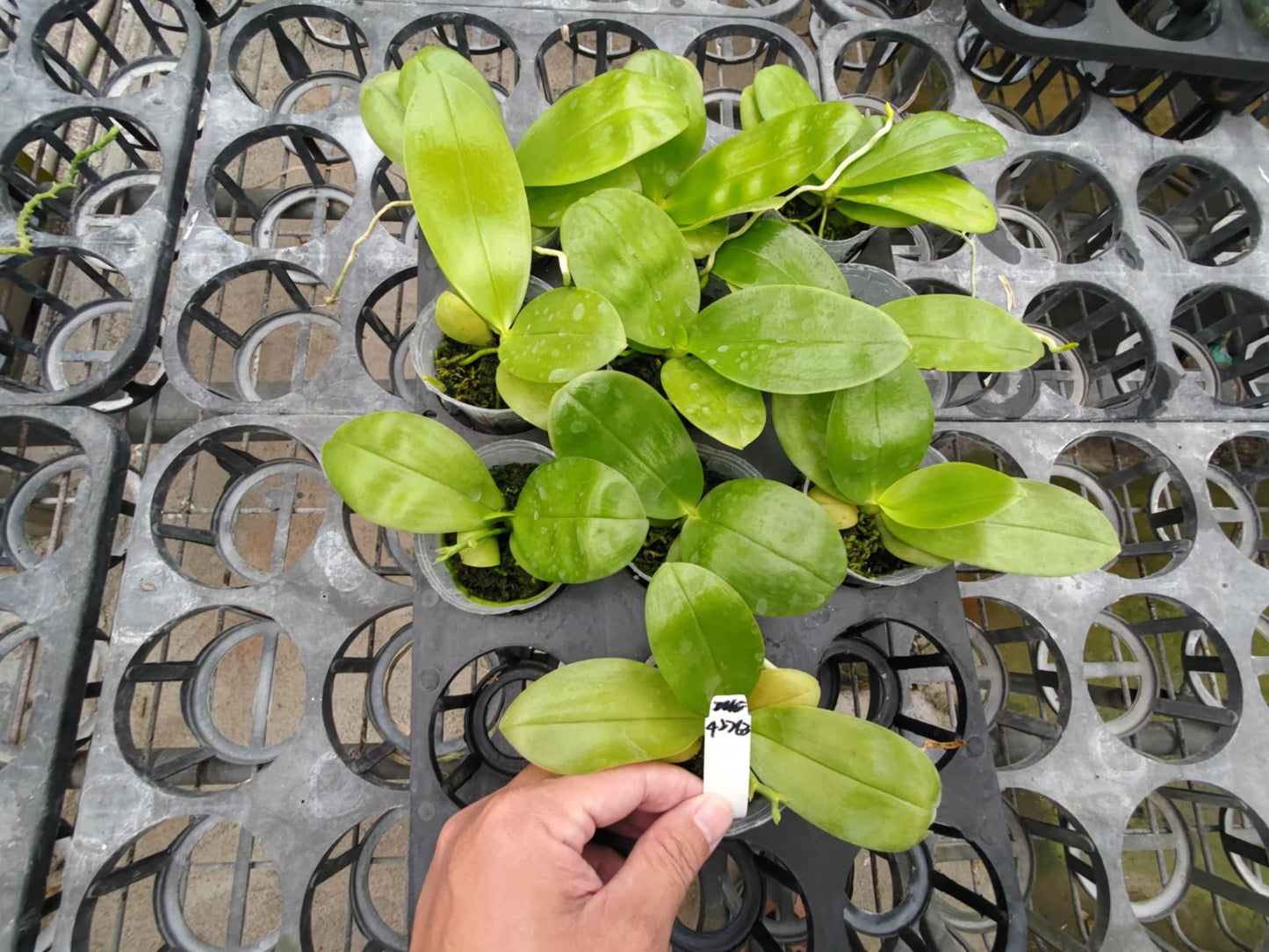 Phalaenopsis (LL Blue Family x Freya's Blue Origin 'Blue Lake')