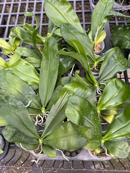 Phalaenopsis sumatrana