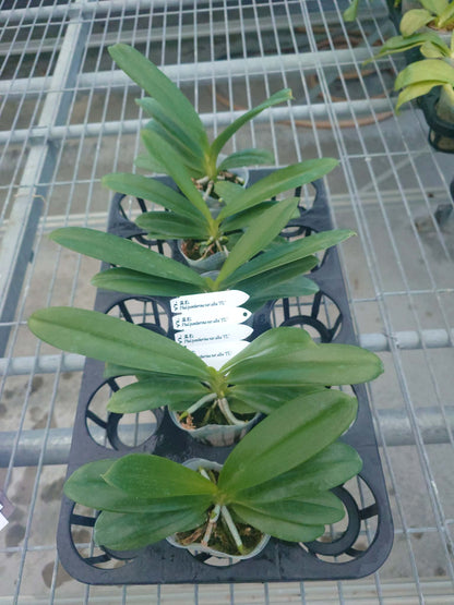 Phalaenopsis pantherina alba 'YL'