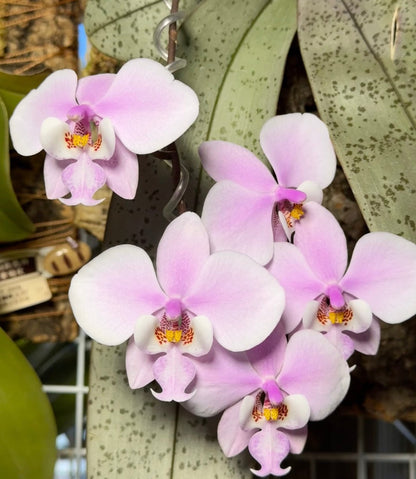Phalaenopsis schilleriana ‘Polar Bear’ BTS262