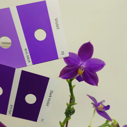 Phalaenopsis Ludde - violacea