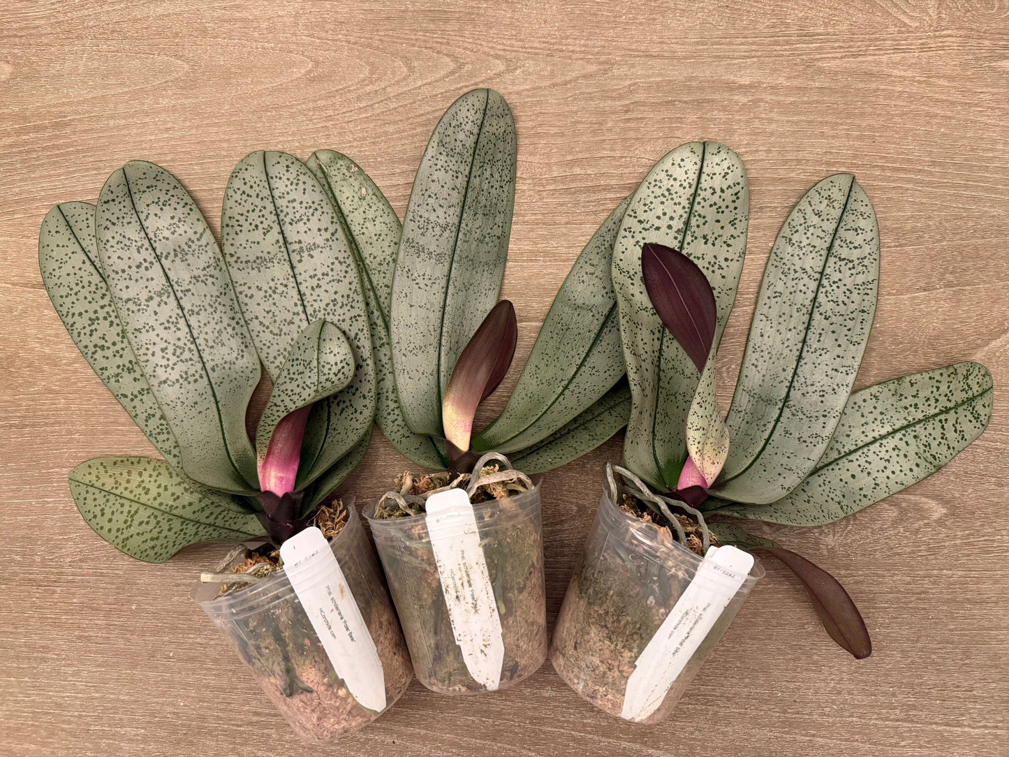 Phalaenopsis schilleriana ‘Polar Bear’ BTS262