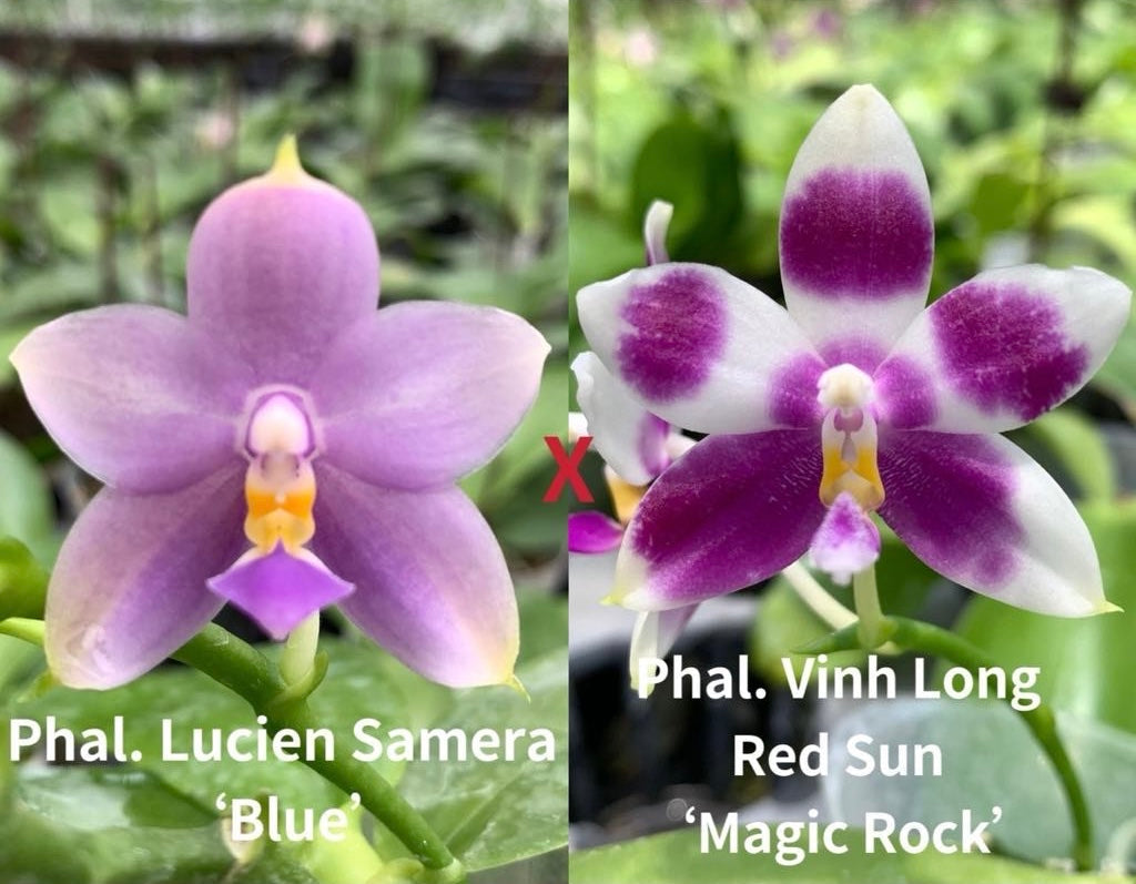 Phalaenopsis (Lucien Samera x Vinh Long Red Sun)