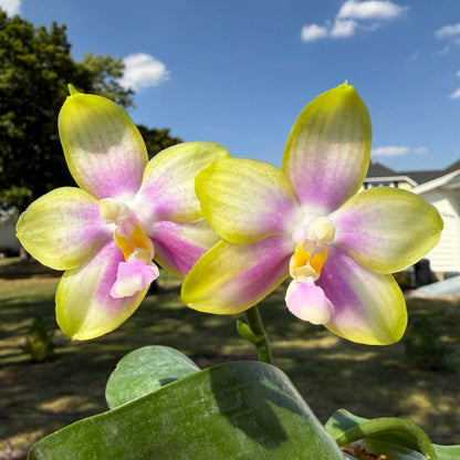 Phalaenopsis Patti Lee SM/WOC2021